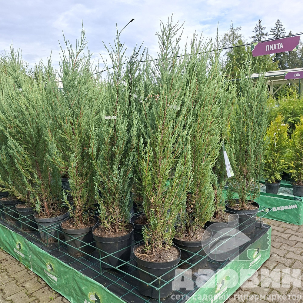 Можжевельник скальный Блю Арроу C12/15 100-120 Bor 