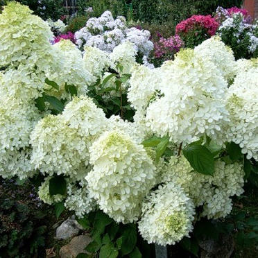 Гортензия метельчатая Фантом c5 h40-60 