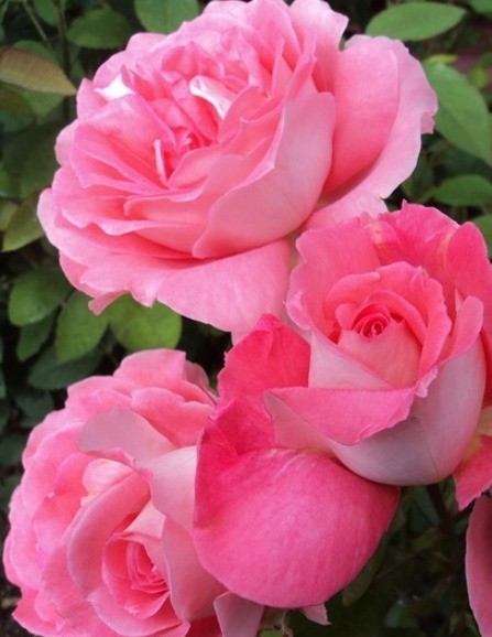 Роза флорибунда Вайкики в коробке AV 