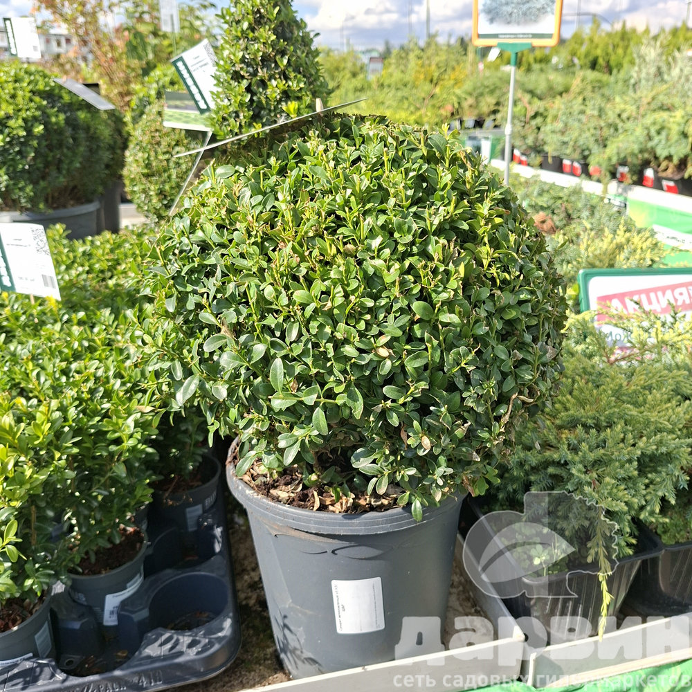 Самшит вечнозеленый v5 h30 ШАР 