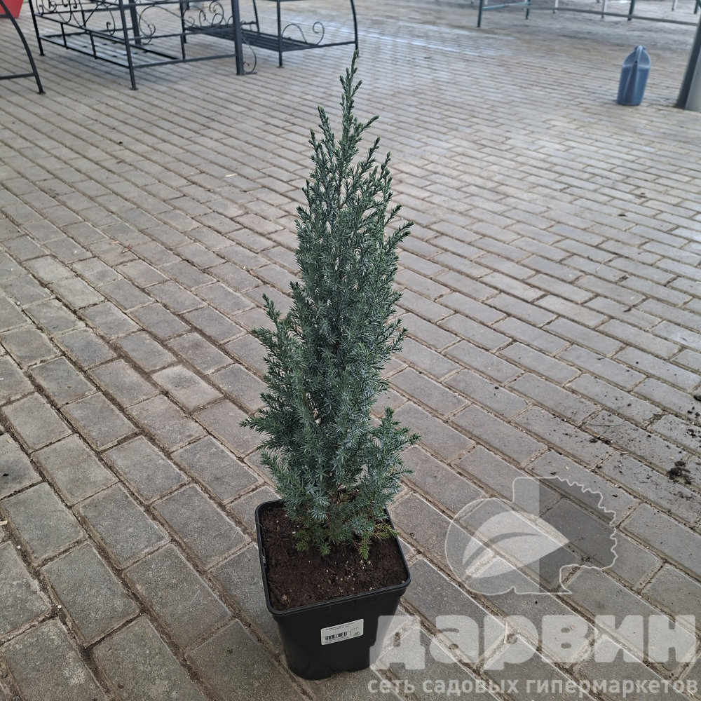 Можжевельник китайский Стрикта v5 Lav 
