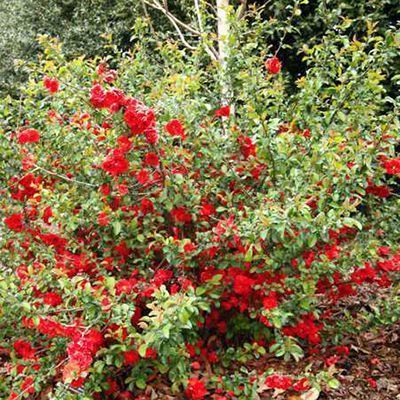 Айва Техас Скарлет c2 h20-40 UL 