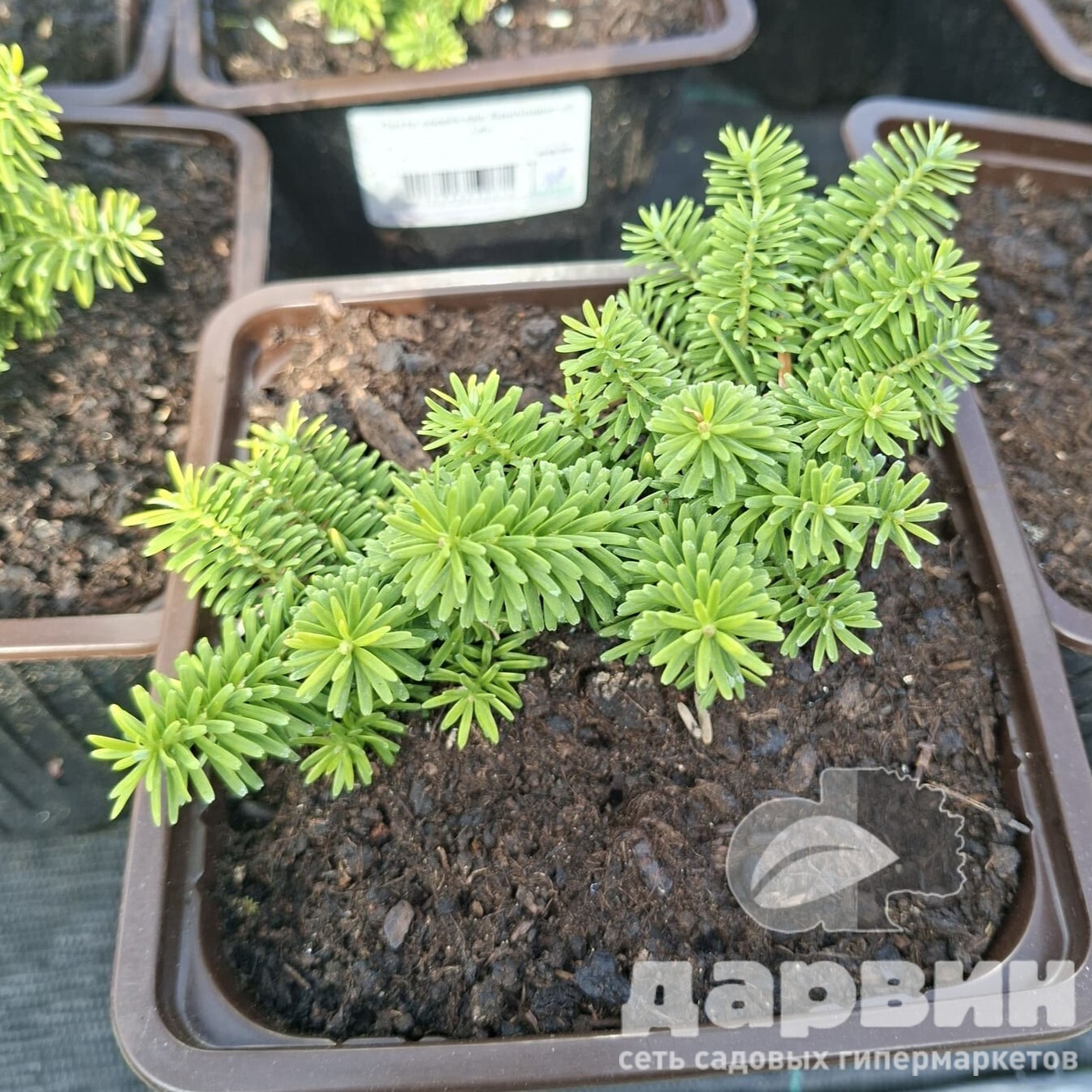 Пихта корейская Бриллиант v2 Lav 