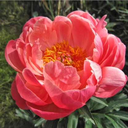 Пион Корал Чарм v5 ЦМ 