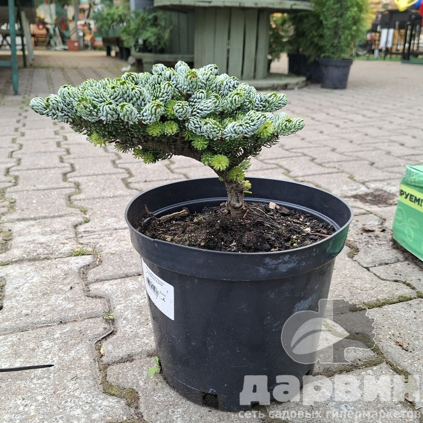 Пихта корейская Когоутс Айсбрейкер 15-20 Mt 