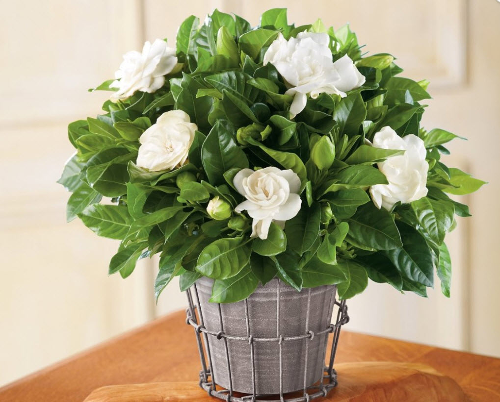 ОсновноеИзображение