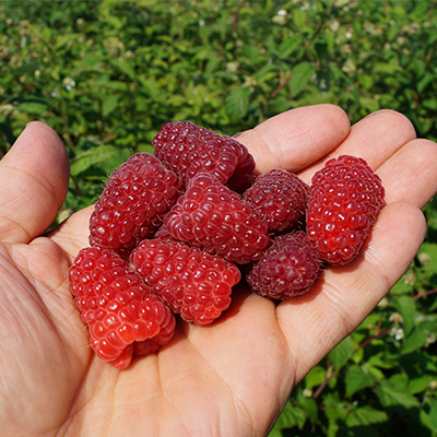 Малина ремонтантная Малиновая гряда красн v2 ЦО 