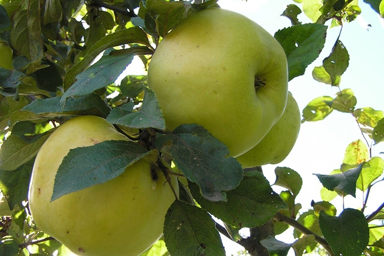 Яблоня Антоновка поздн v7 100-140 Tim по цене  Яблоня Антоновка поздн v7 100-140 Tim