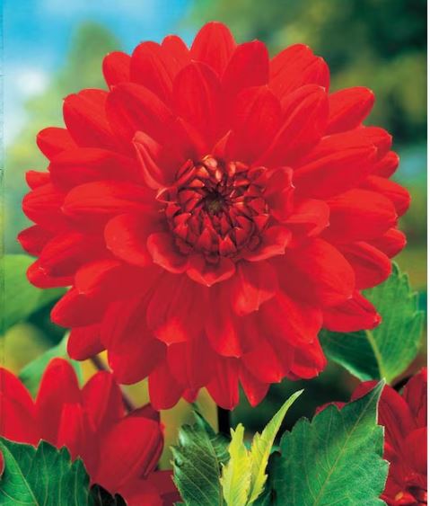 Клубень НВМ Георгина декоративная Барбаросса 1шт 