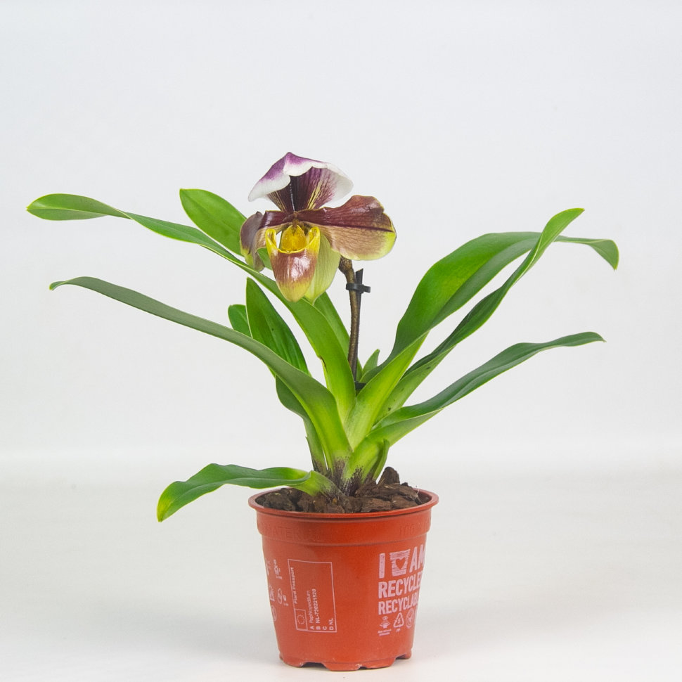 Пафеопедилум американский гибрид d12 h25 