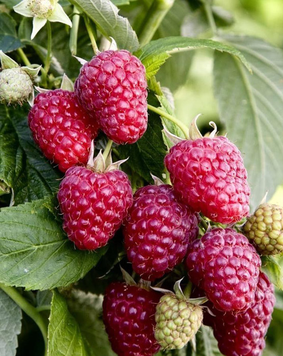 Малина Пингвин красная в коробке, Tim по цене  Малина Пингвин красная в коробке, Tim