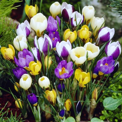 Луковица Крокус Ботаникал Смесь 20 шт/уп, 5/7 