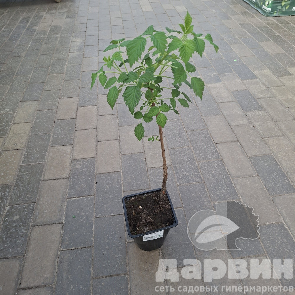 Малиновое дерево Крепыш красн v2 Tim 