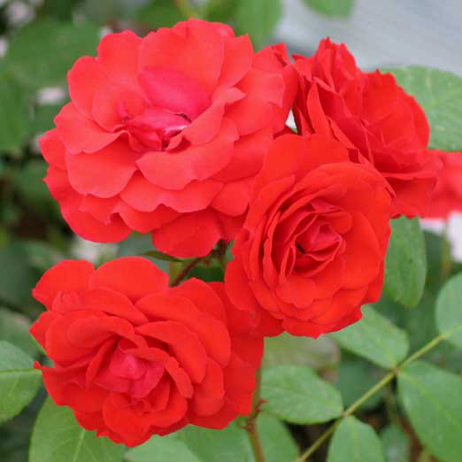 Роза флорибунда Аллотрия в коробке ZP 