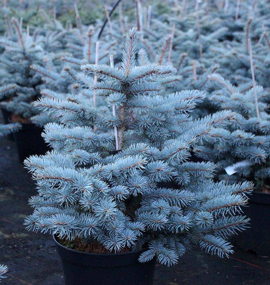 Ель колючая Голубая v35 80-100см Gv 