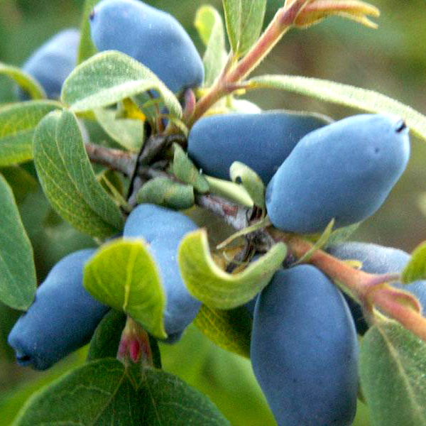 Жимолость Фиалка Р9 Tim 