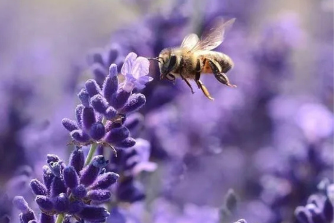 Лаванда для Подмосковья: лучшие сорта, посадка и уход