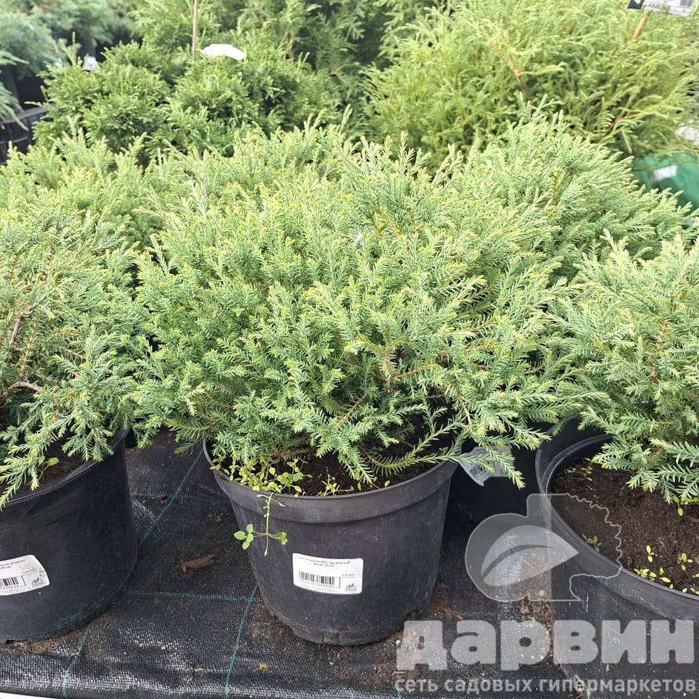 Туя западная Мистер Боулинг Болл v5 Lav 