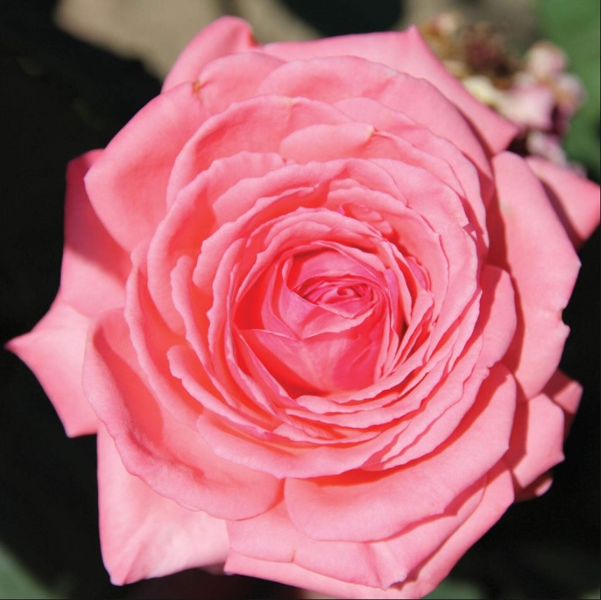 Роза плетистая Клайминг Америка в коробке ЦО 