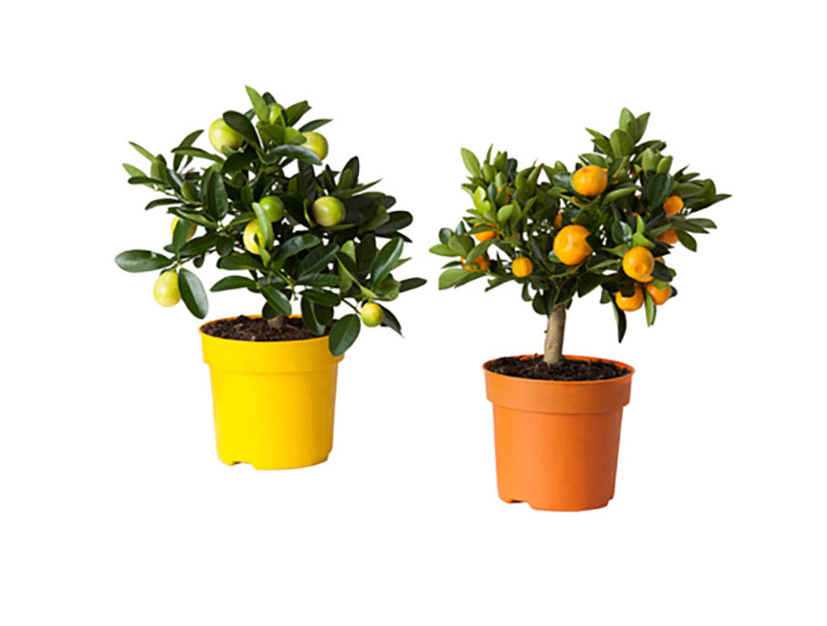 Цитрус микс на штамбе d21 h70 