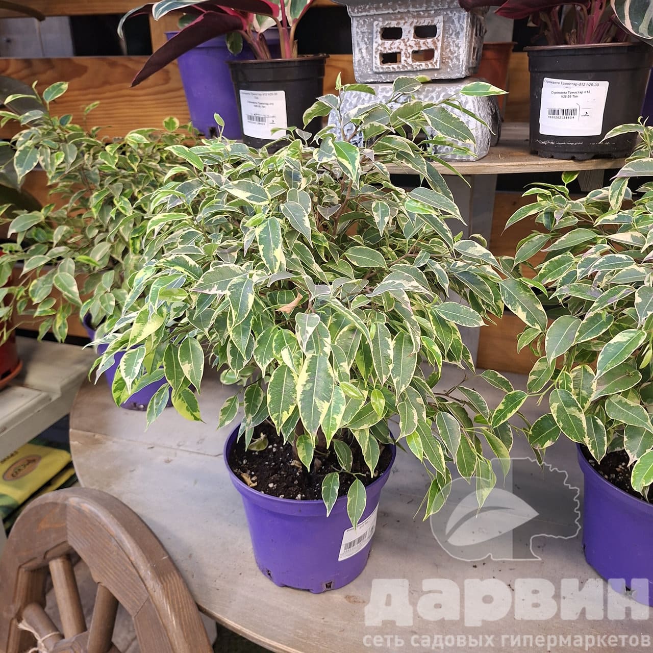 Фикус бенджамина Кинки д15 тим (2) WM