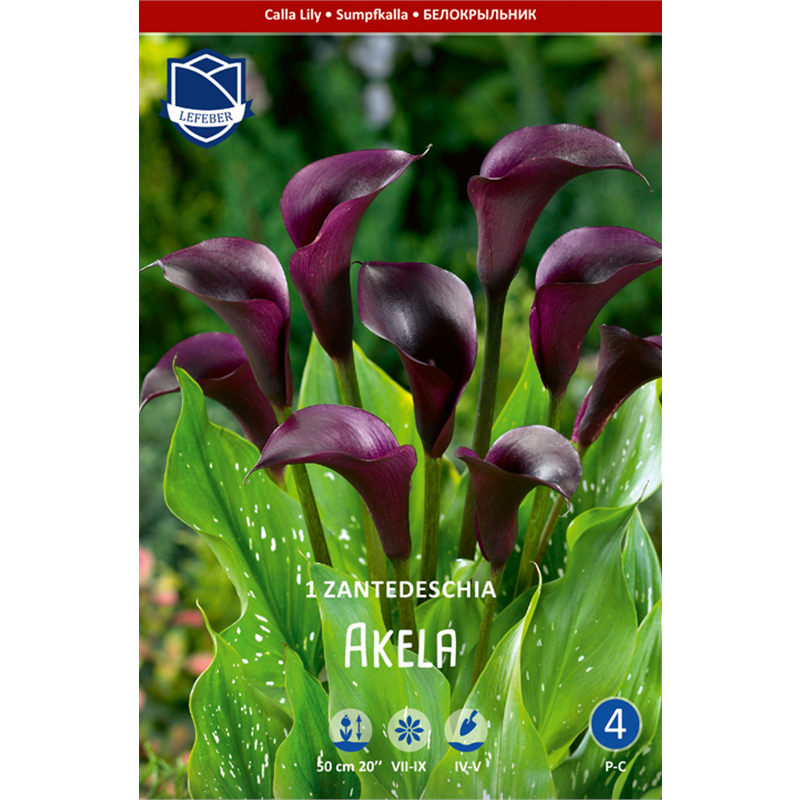 Клубень Калла Акела 16/18 1шт 