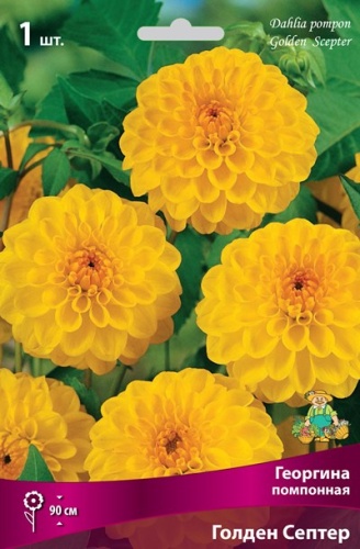 Клубень Георгина помпонная Голден Септер I 1шт Поиск 