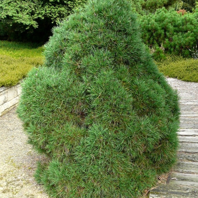Растение сосна обыкновенная Глобоза Виридис Р26, 40-50см 