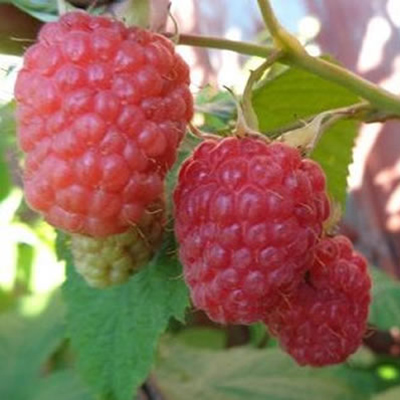 Малина Сенатор красная v2-3 по цене  Малина Сенатор красная v2-3