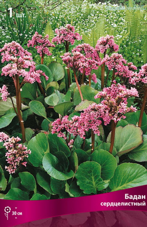 Корневище Бадан сердцелистный  1шт. Поиск 