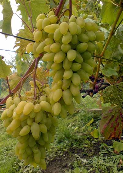 Виноград плодовый  Леди Патриция зеленый v5 Tim по цене  Виноград плодовый  Леди Патриция зеленый v5 Tim