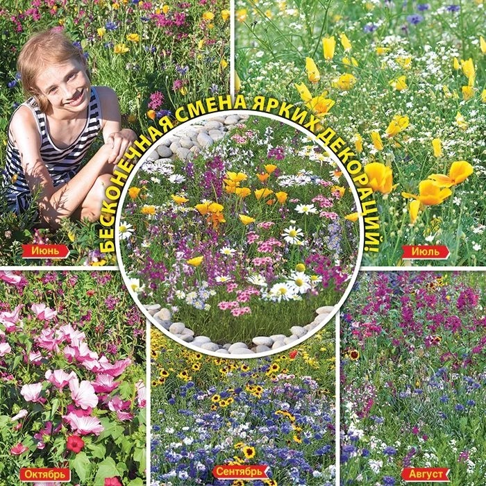 Семена Газон цветущий Мавританский калейдоскоп, 30г, НК 