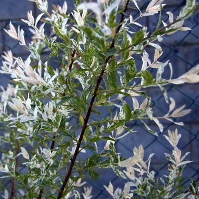 Ива декоративная P15-17, Ра50-60см 