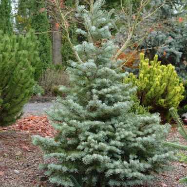 Растение пихта одноцветная Арчерс дварф 15-20 KG 