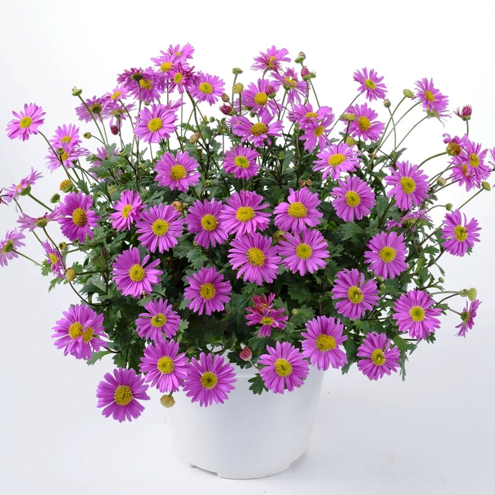 Брахикома ампельная в кашпо МО 