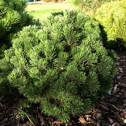 Сосна горная Гном C12 35-40 CM TW 