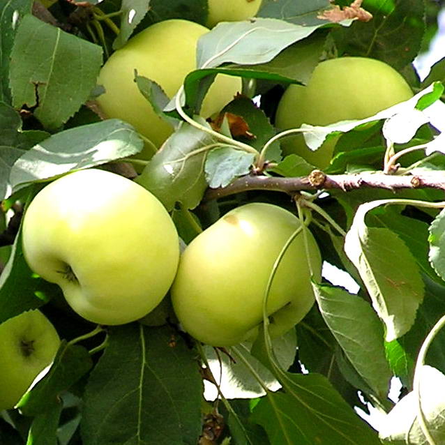 Яблоня Папировка ранн v7 100-140 Tim по цене  Яблоня Папировка ранн v7 100-140 Tim