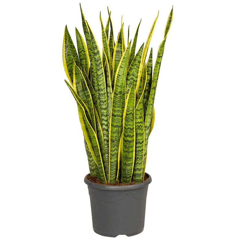 Сансевиерия Лоуренти d17 h60 