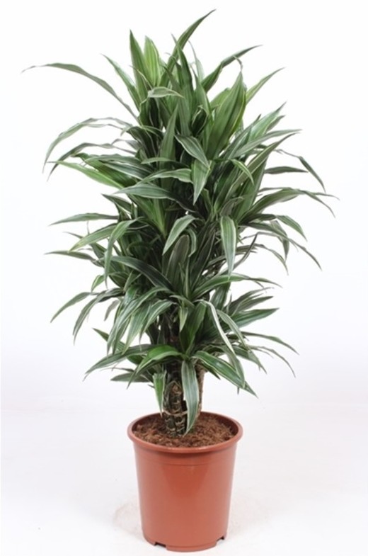 Драцена Варнески Джамбо d21 h110 