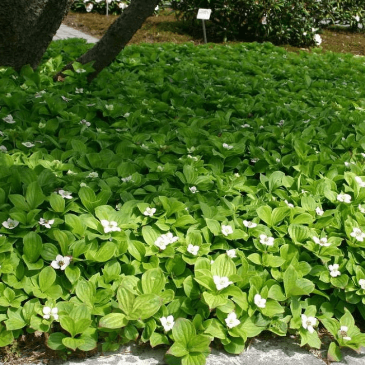 Дерен канадский P9 h10-15 Tw 