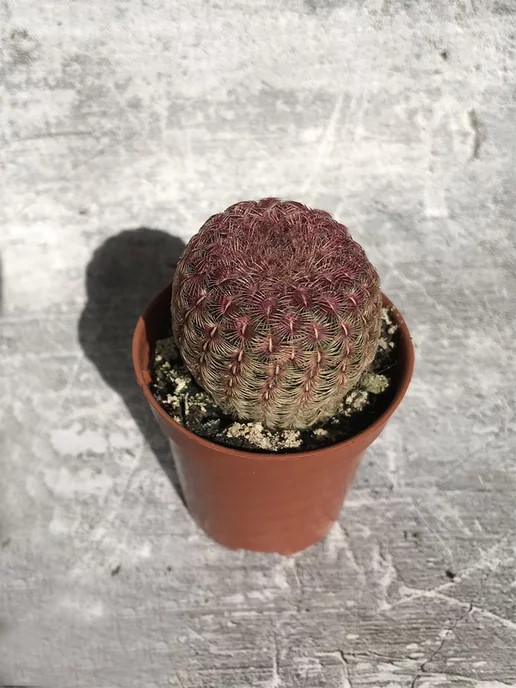 Гимнокактус Спинелес Крестед d9 h13 