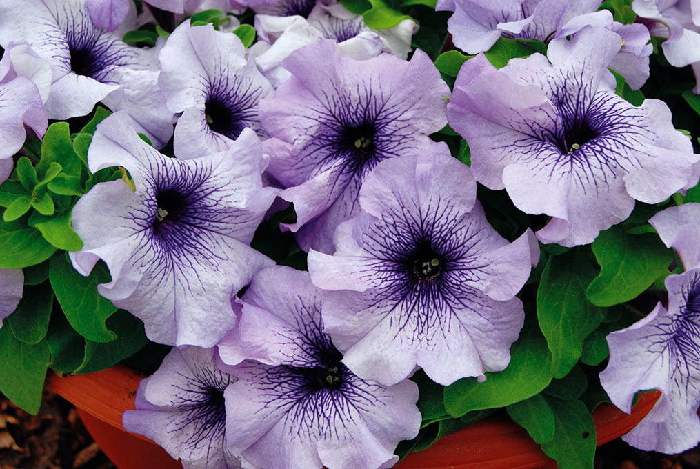 Петуния крупноцветковая Лимбо в асс. кассета 6 ячеек ЦВ 