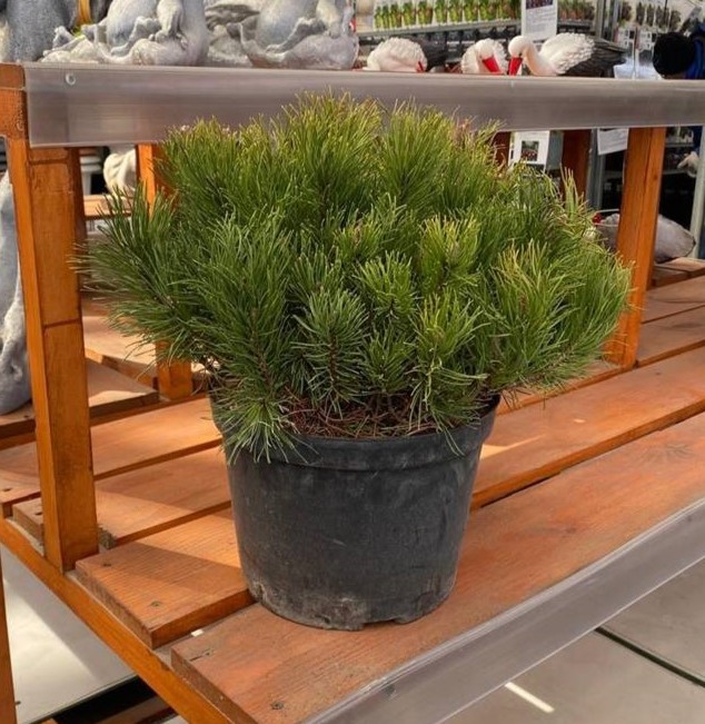 Сосна горная мугус v7,5 20-25 YP 