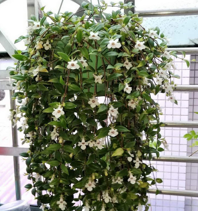 Кодонанта кашпо d15 ХР 