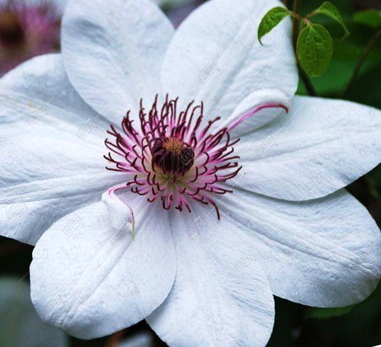 Клематис Королева Ядвига p9 Cl 