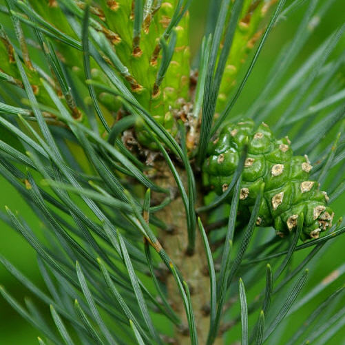 Растение сосна обыкновенная Drath С7,5 