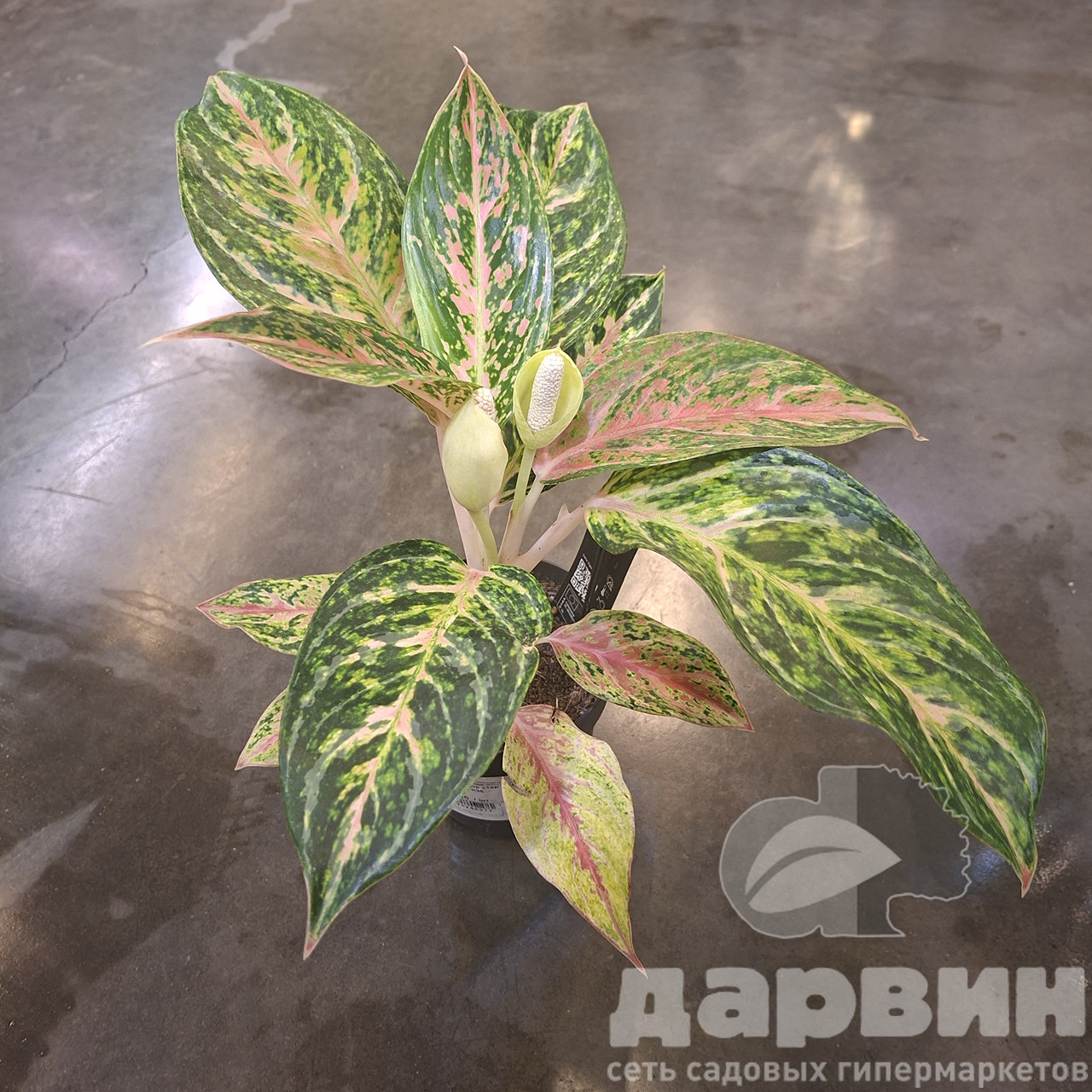 Аглаонема колор стар микс д12 х35