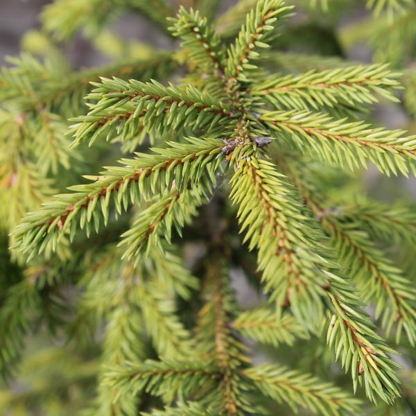 Растение ель сизая 120-160см VR 