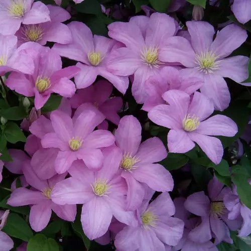 Клематис Комтесс де Бушо p9 