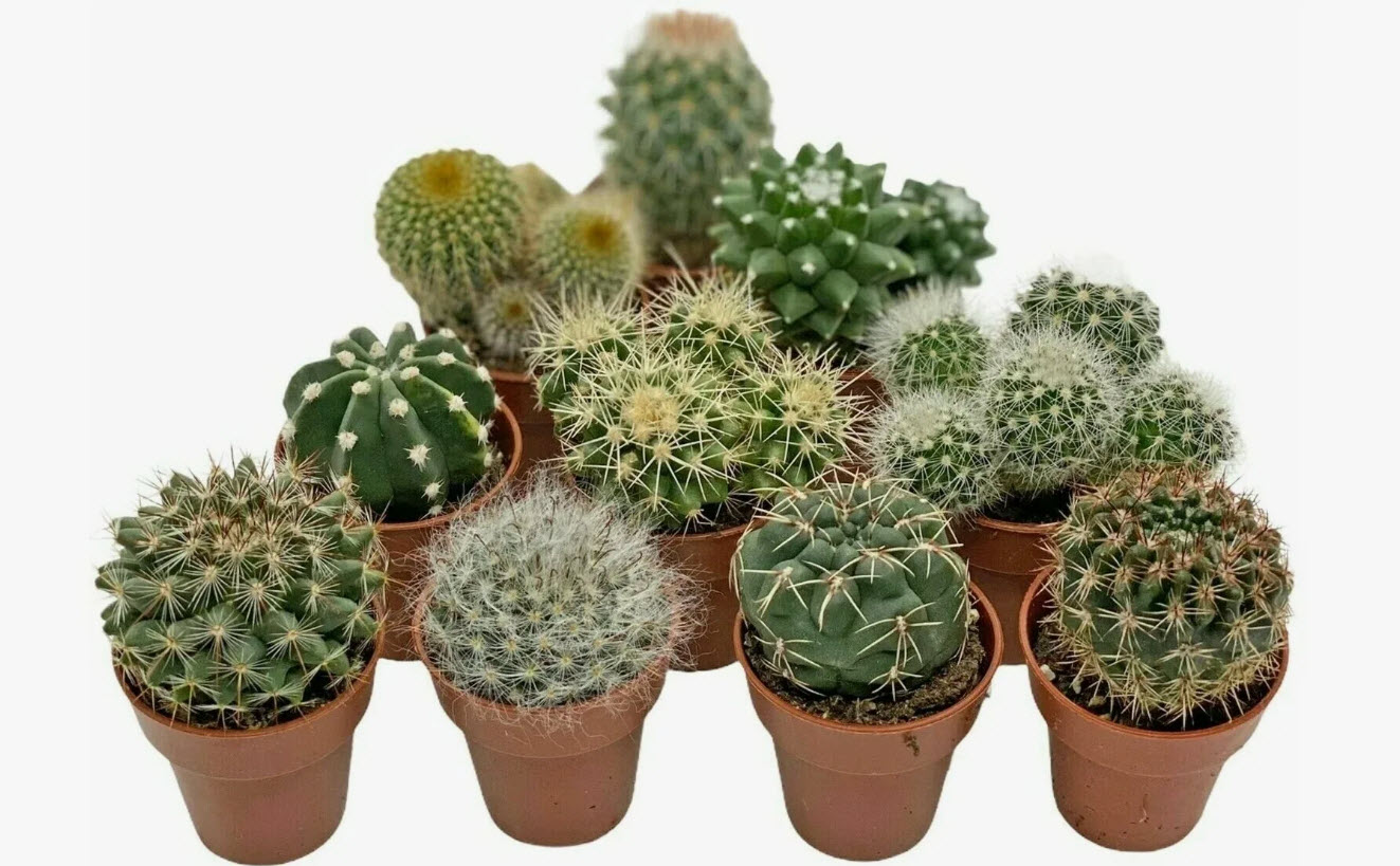 Кактус бол микс d8 h10 